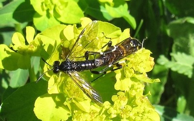 Macrophya montana