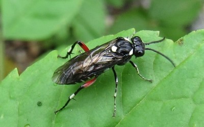 Macrophya punctumalbum