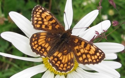 Melitaea sp.