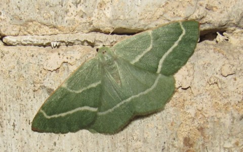 05 juillet 2026 Papillons - La métrocampe verte - Hylaea fasciaria - Femelle