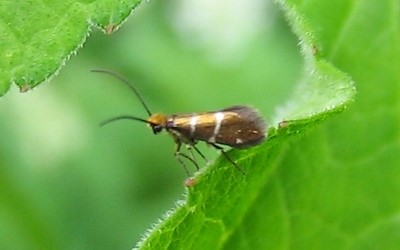 Micropterix aruncella