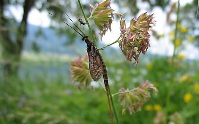 La mouche de mai