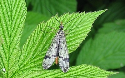 La mouche scorpion