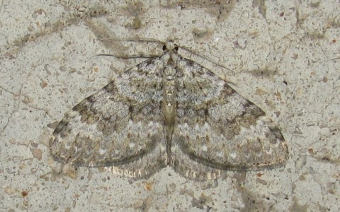 Papillons - Coenotephria sp. - Mâle