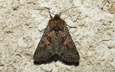 La noctuelle aduste