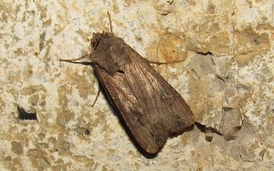 La noctuelle baignée