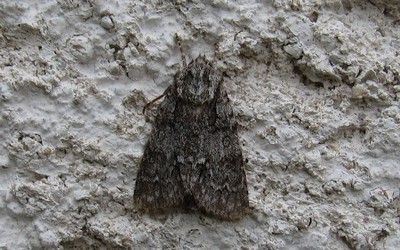 La noctuelle de la patience