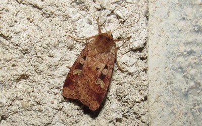 La noctuelle de la primevère