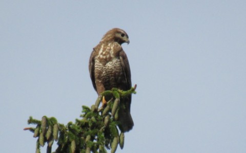 Buse variable