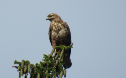 Buse variable