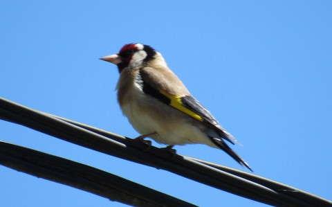 Chardonneret élégant