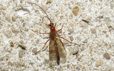 Enicospilus sp.