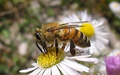Abeille commune (race italienne)