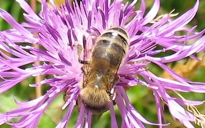 L'abeille commune