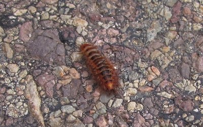 Polyxenus sp