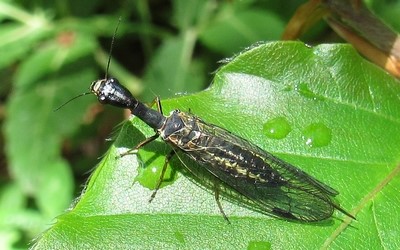 Raphidie - Raphidia sp.