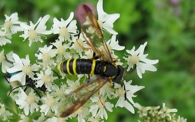 Macrophya sp