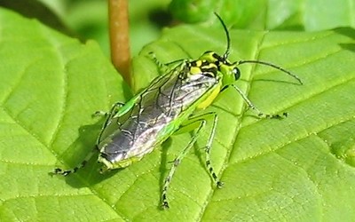 La tenthrède verte