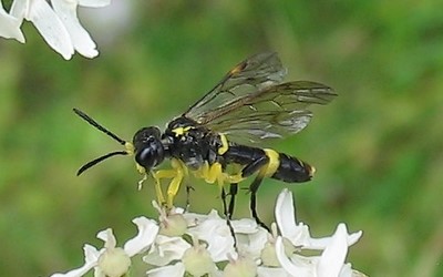 Tenthredo amonea