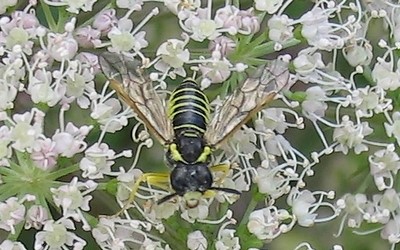 Tenthredo arcuata