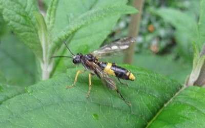 Tenthredo temula