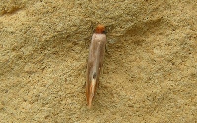 Teigne ferrugineuse