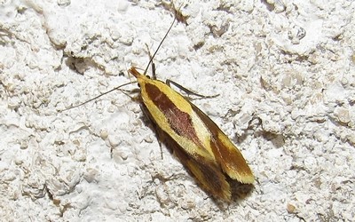 Harpella forficella