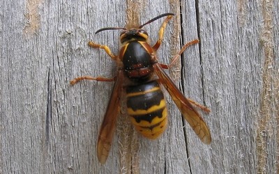 Frelon européen