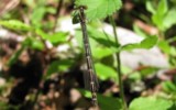 L'agrion de mercure