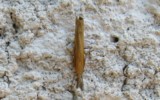 Le crambus jaunâtre