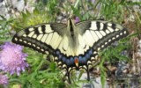 Le machaon