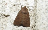 La noctuelle de la morgeline