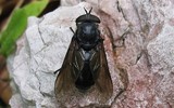 Le taon noir - Dasyrhampis Ater